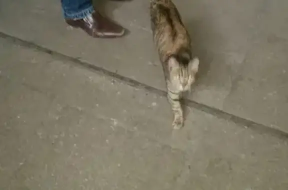 Найдена кошка на Волгоградском проспекте