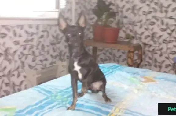 Пропала собака Макс, черный Той-терьер, ул. Московская 90, Краснодар