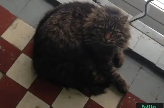 Найдена домашняя кошка в Измайлово