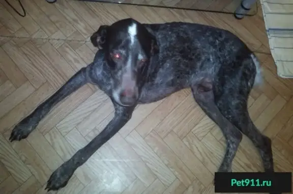 Найдена собака породы Курцхаар в Магнитогорске