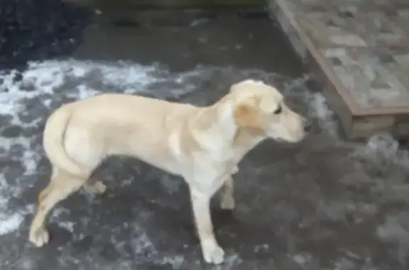 Найден щенок лабрадора в Таганроге