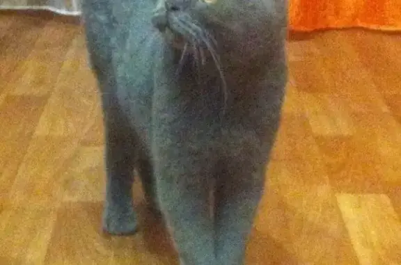 Найден серый кот на пл. Ленина в Ростове-на-Дону