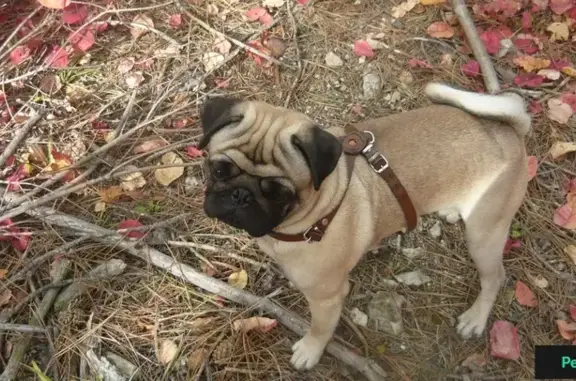 Пропала собака Арчи в Симферополе, район телевышки