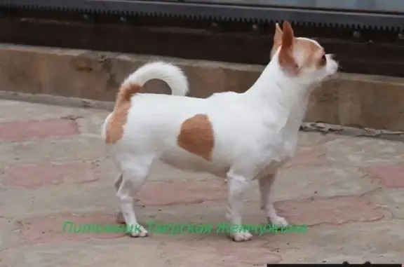 Пропала собака Николь в Заволжском районе, Тверь