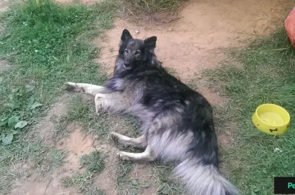 Собаки потеряшки, деревня Красновидово, фото: Потеряшка собака в пос. Красновидово, Московская область