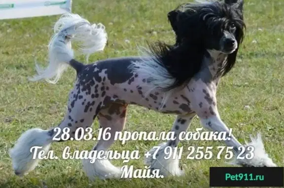 Пропала собака на ул. Ольги Форш, Калининский район, СПб