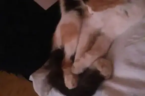 Пропала кошка Шерон в Железнодорожном, Ростов-на-Дону