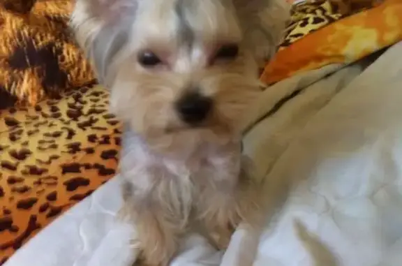 Собаки потеряшки, Нефтекамск, фото: Потеряшка собака в СНТ Южный и Нур