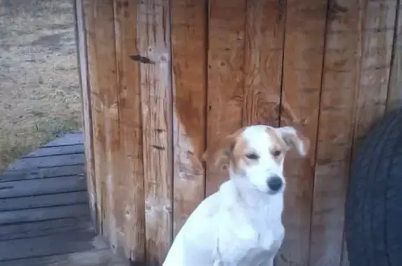 Найдена собака в с. Бобровка, Кинельский район, Самарская область