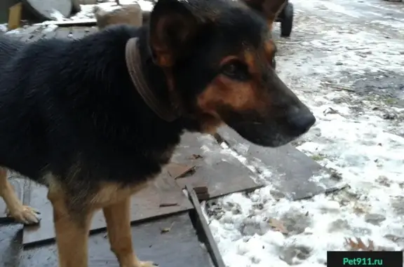Найден крупный пес в Троицке.