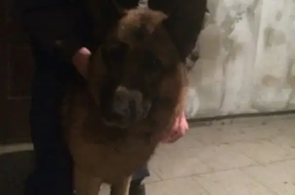 Найдена собака на ул. Туполева, Ростов-на-Дону