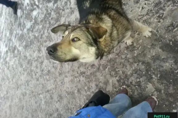 Найден крупный пёс на Замоскворецкой линии, метро Павелецкая.