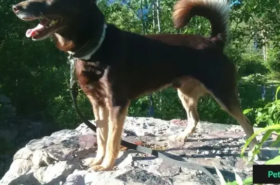 Пропала собака 8 лет в Нижегородском районе