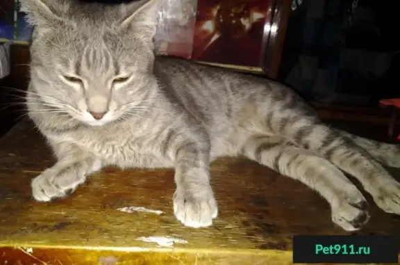 Пропал кот в Севастополе на проспекте Октябрьской Революции