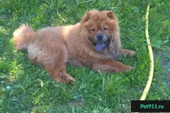 Пропала собака ХУЧ в д. Станички, Смоленск.