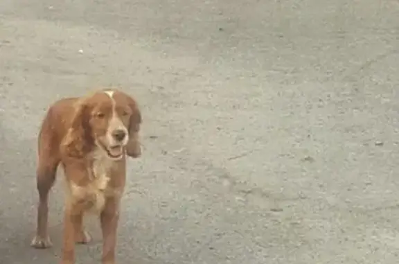 Пропала собака Дэш на стадионе Труд Россия, Старый Оскол