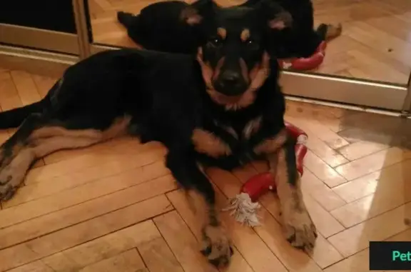Найдена собака в Одинцовском р-оне