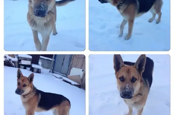 Найден домашний пес в ошейнике в Домодедовском районе