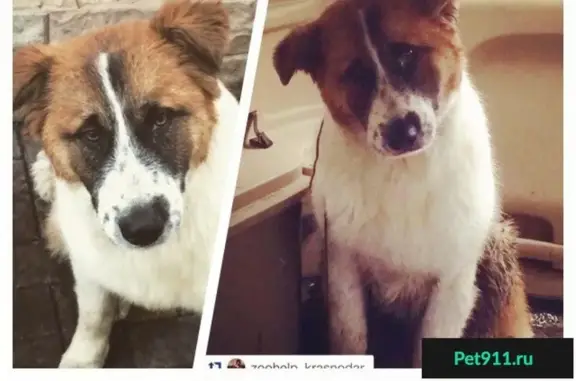 Найдена собака метис алабая в Краснодаре на остановке Седина