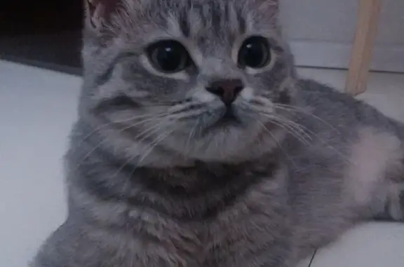 Пропала кошка Маруся в Красном Крыму, вознаграждение