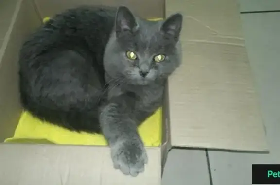 Потеряшка-кошка найдена на АЗС в Рязани