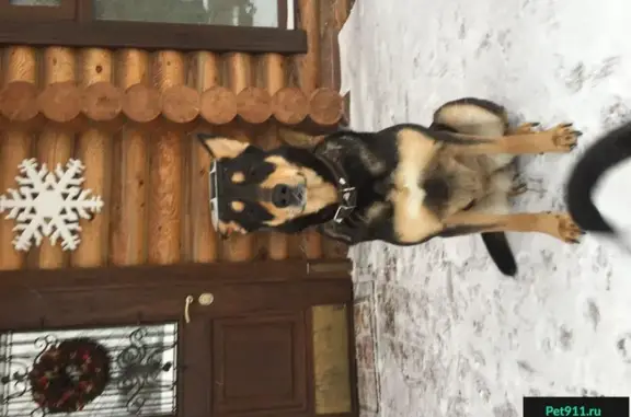 Найдена собака в Перхушково