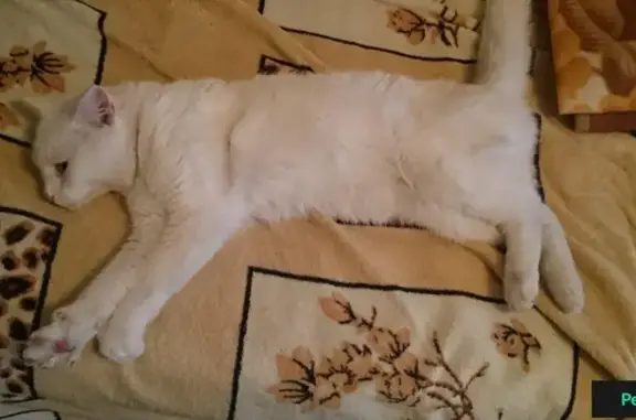 Найден кот в Топткинском микрорайоне, Иркутск.