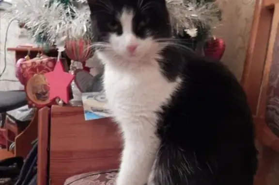 Найдена кошка, , фото: Найден кот по адресу Хрустальная, 30а