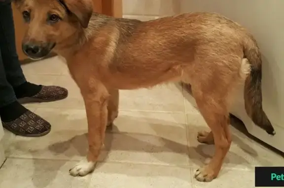 Найден щенок рыжеватого окраса возрастом 6 мес в районе Приморской