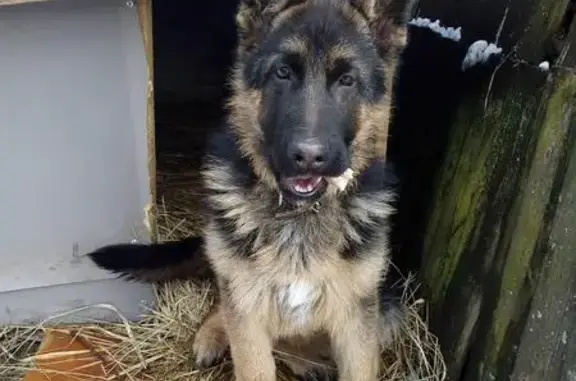 Собаки потеряшки, Глаженка, фото: Потеряшка щенок немецкой овчарки в дер. Глаженка, Брянский район