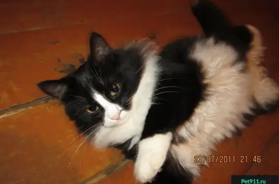 Кошки потеряшки, сельское поселение Спутник, фото: Потеряшка кот Борщ на ул. Пушкина, 38а, Нововятский район