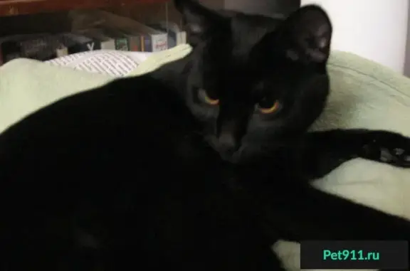 Найден чёрный кот возле магазина 