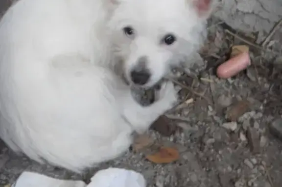 Найдена собака в Екатеринбурге на улице Ляпустина