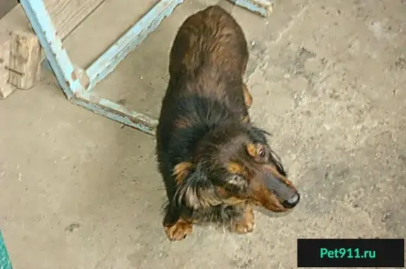 Найдена собака без правого глаза в Ростове