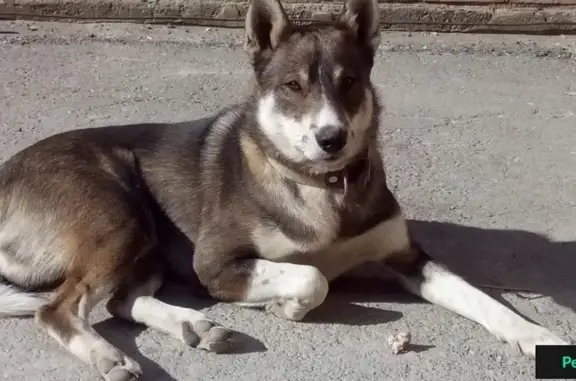 Пропала собака в Гае, Оренбургская область