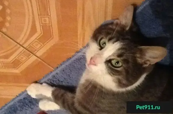 Найдена кошка в Ново-Переделкино