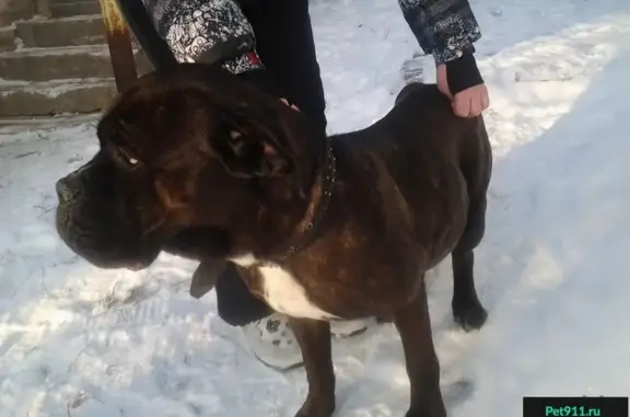 Найдена собака в районе Келарских прудов, Сергиев Посад