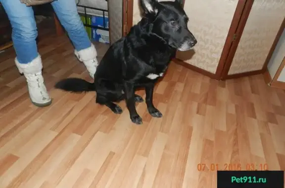 Найдена собака на улице Краснопутиловской, ищем хозяев.
