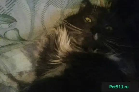 Пропала кошка на ул. Дворникова 24, кличка Амур (Сельмаш, Гомель) - photo