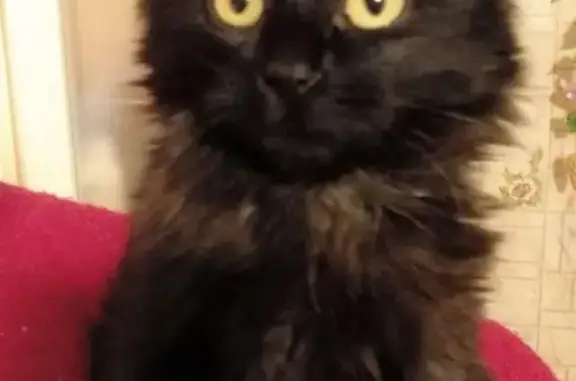 Кошки потеряшки, , фото: Потеряшка кошка на ул. Студенческий проезд, Гомель, Беларусь