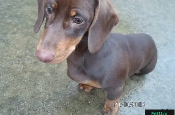 Пропала собака Такса в поселке ВНИИССОК