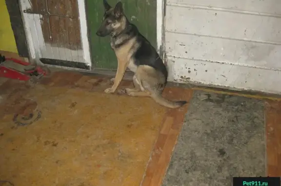 Пропала собака на ул. В. Петушкова, Москва