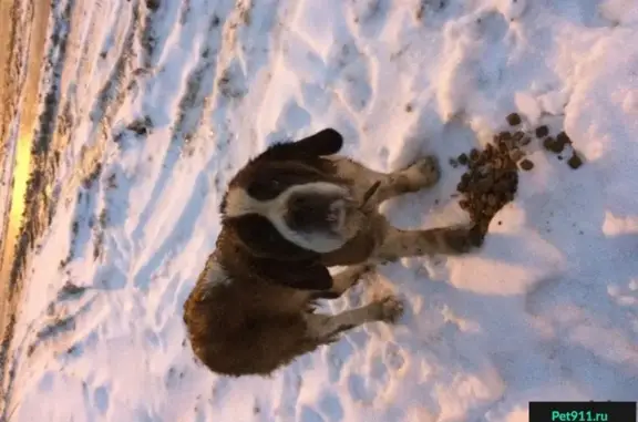 Найдена собака в Ветлужском районе, ищем хозяев.