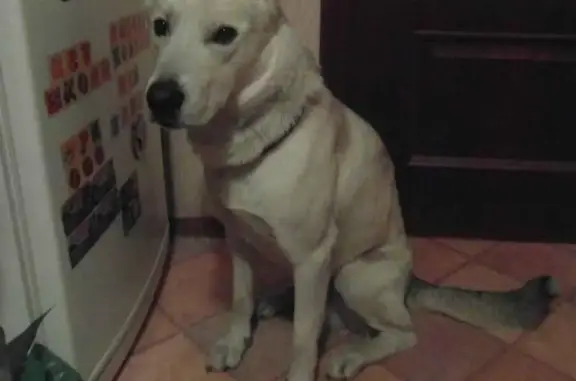 Найдена собака на Борисовском проезде, метис белой швейцарской овчарки.
