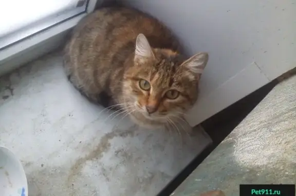 Найдена кошка на ул. Бекетова