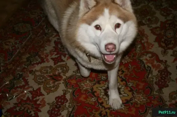 Найдена собака породы Хаски в Нижнем Новгороде