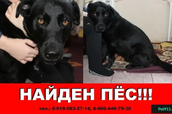 Найден черный лабрадор в Ростове-на-Дону, СЖМ.