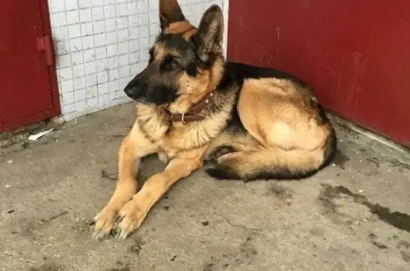 Пропала собака на Парковом, нужен непрерывный курс лечения