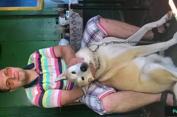 Пропала собака Бим в Н. Новгороде