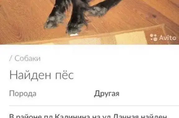 Найдена собака на Дачной улице в Новосибирске